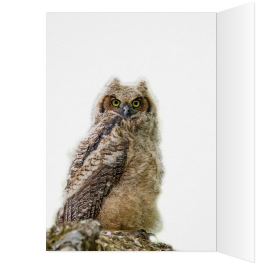 Cute Owlet (Binnen (Links))