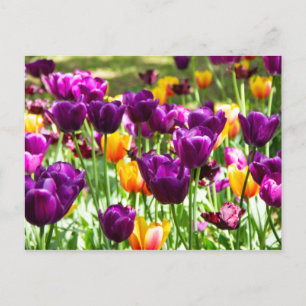 Cute paarse en gele tulpen briefkaart