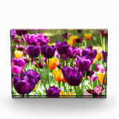 Cute paarse en gele tulpen fotoblokken (Voorkant)