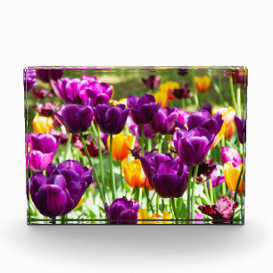 Cute paarse en gele tulpen fotoblokken