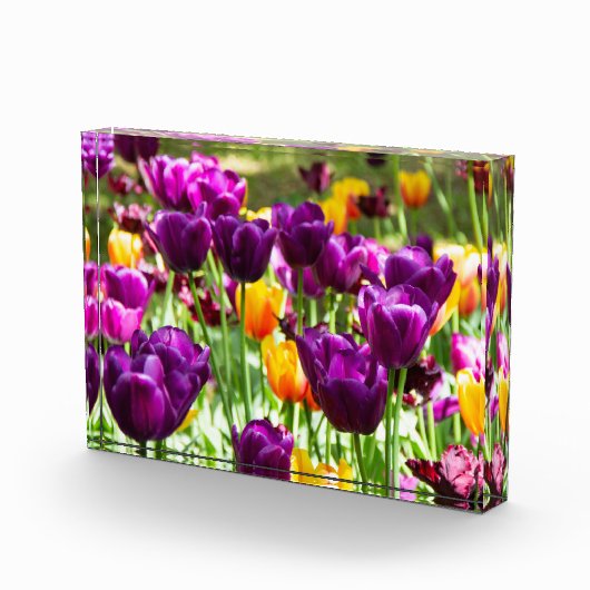 Cute paarse en gele tulpen fotoblokken (Rechts)