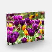 Cute paarse en gele tulpen fotoblokken (Links)