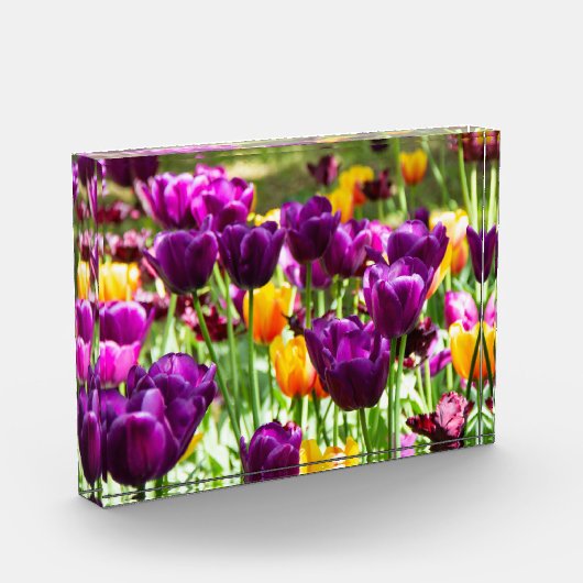 Cute paarse en gele tulpen fotoblokken (Links)