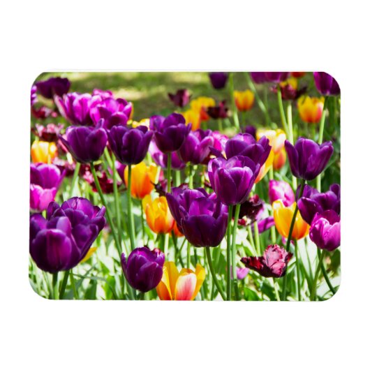 Cute paarse en gele tulpen magneet (Horizontaal)