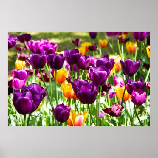 Cute paarse en gele tulpen poster (Voorkant)