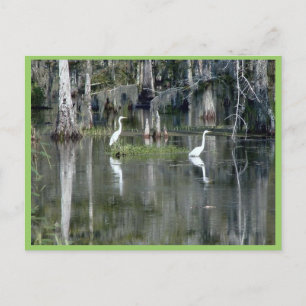 Cute Pair Of Louisiana Herons In Water Near Morgan Briefkaart