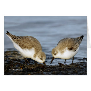 Cute Pair van Sanderlings Sandpipers Shares a Meal