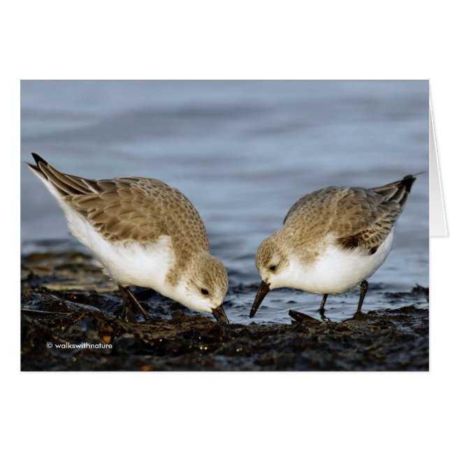 Cute Pair van Sanderlings Sandpipers Shares a Meal (Voorkant Horizontaal)