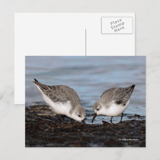 Cute Pair van Sanderlings Sandpipers Shares a Meal Briefkaart (Voorkant / Achterkant)