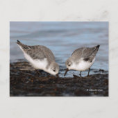 Cute Pair van Sanderlings Sandpipers Shares a Meal Briefkaart (Voorkant)