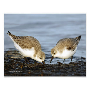 Cute Pair van Sanderlings Sandpipers Shares a Meal Foto Afdruk