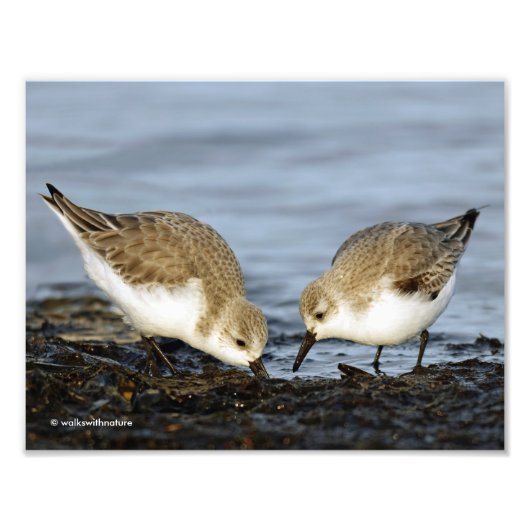 Cute Pair van Sanderlings Sandpipers Shares a Meal Foto Afdruk (Voorkant)