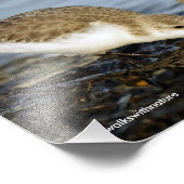 Cute Pair van Sanderlings Sandpipers Shares a Meal Foto Afdruk (Hoek)