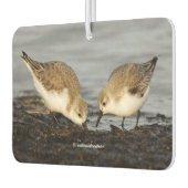 Cute Pair van Sanderlings Sandpipers Shares a Meal Luchtverfrisser (Links)