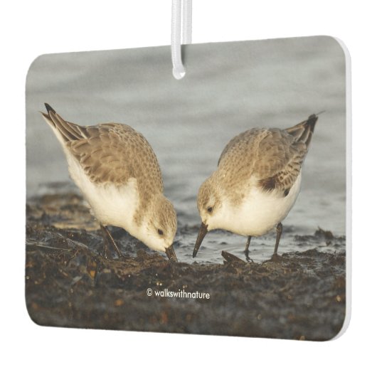 Cute Pair van Sanderlings Sandpipers Shares a Meal Luchtverfrisser (Links)