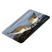 Cute Pair van Sanderlings Sandpipers Shares a Meal Magneet (Linkerzijde)