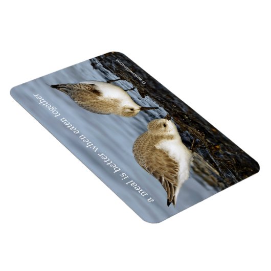 Cute Pair van Sanderlings Sandpipers Shares a Meal Magneet (Rechterzijde)