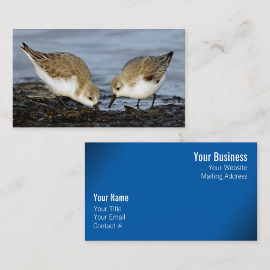 Cute Pair van Sanderlings Sandpipers Shares a Meal Visitekaartje (Voorkant / Achterkant)