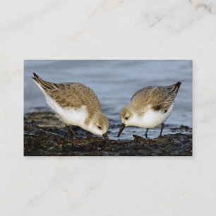 Cute Pair van Sanderlings Sandpipers Shares a Meal Visitekaartje