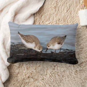 Cute Pair van Sanderlings Sandpipers Shares Kussen