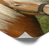 Cute Palomino Pony Poster (Hoek)