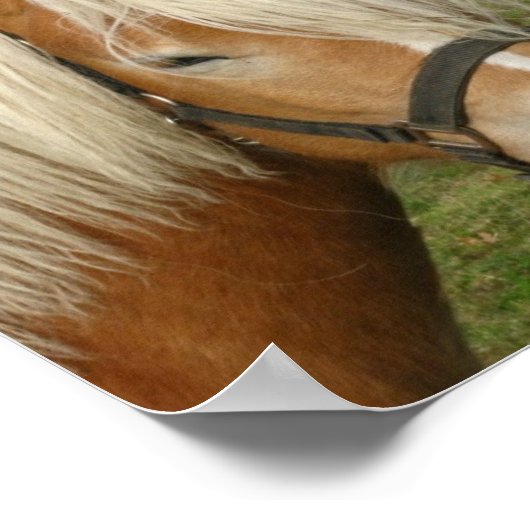 Cute Palomino Pony Poster (Hoek)