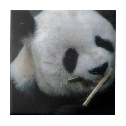 Cute Panda Bamboe Keramiektegel Tegeltje (Voorkant)