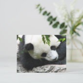 Cute Panda Briefkaart (Staand voorkant)