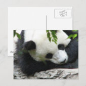 Cute Panda Briefkaart (Voorkant / Achterkant)