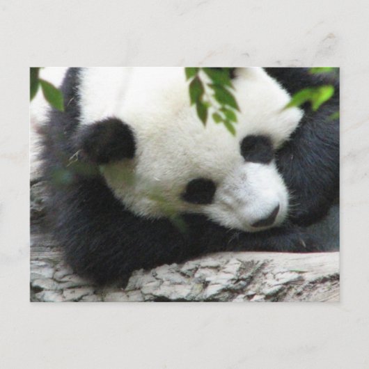 Cute Panda Briefkaart (Voorkant)