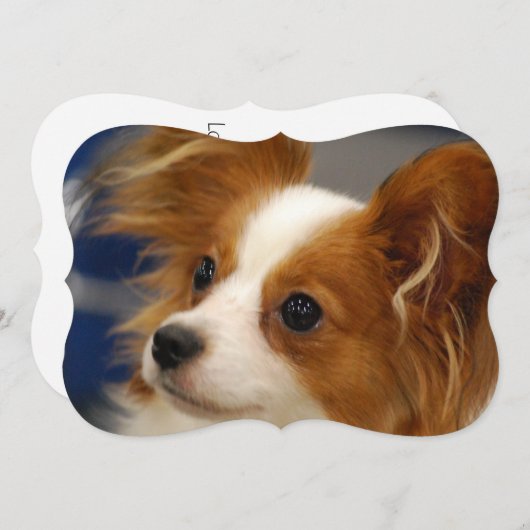 Cute Papillon Dog Kaart (Voorkant / Achterkant)