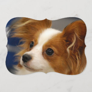 Cute Papillon Dog Kaart