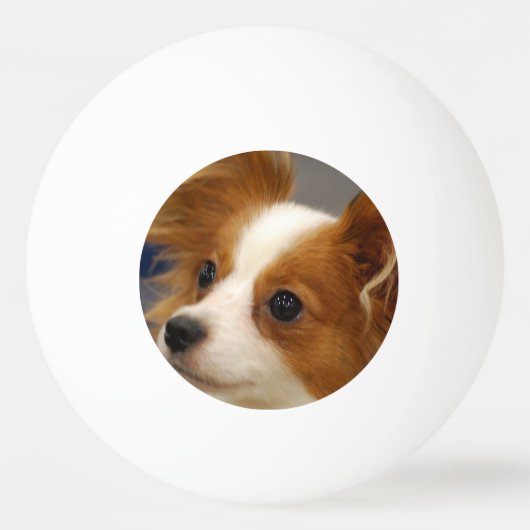Cute Papillon Dog Pingpongbal (Voorkant)