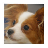 Cute Papillon Dog Tegeltje (Voorkant)