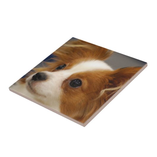 Cute Papillon Dog Tegeltje (Zijkant)