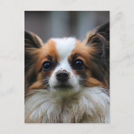 Cute papillon hond briefkaart (Voorkant)