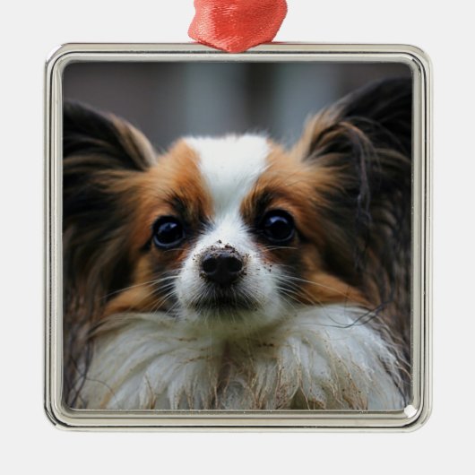 Cute papillon hond metalen ornament (Voorkant)