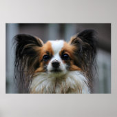 Cute papillon hond poster (Voorkant)