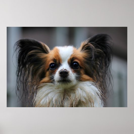 Cute papillon hond poster (Voorkant)