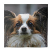 Cute papillon hond tegeltje (Voorkant)