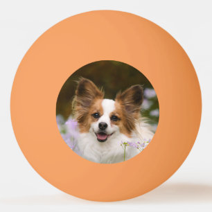 Cute Papillon Spaniel Head Foto voor Hondenliefheb Pingpongbal