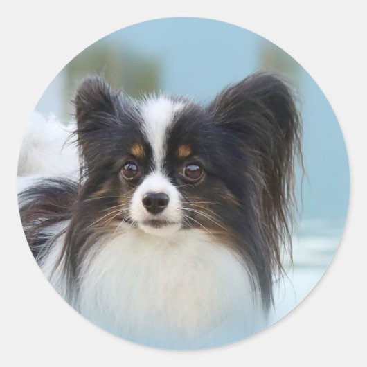 Cute Papillon Speelgoed Spaniel Dog aan de Dock Ronde Sticker (Voorkant)