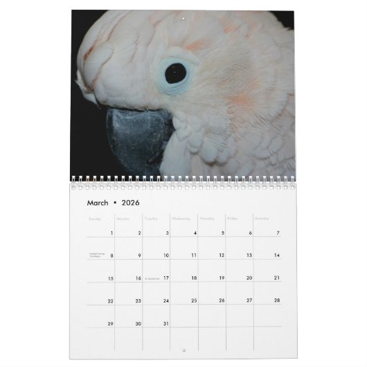 Cute Parrots Kalender (Mar 2026)
