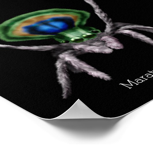 Cute Peacock Spider Digital Art Poster (Hoek)