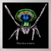 Cute Peacock Spider Digital Art Poster (Voorkant)