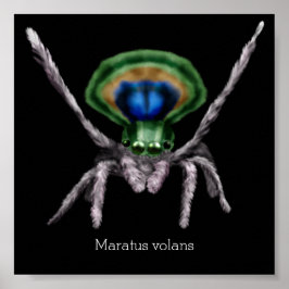 Cute Peacock Spider Digital Art Poster