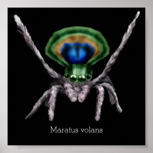 Cute Peacock Spider Digital Art Poster (Voorkant)