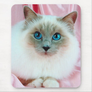 Cute Pedigree Cat. Muismat