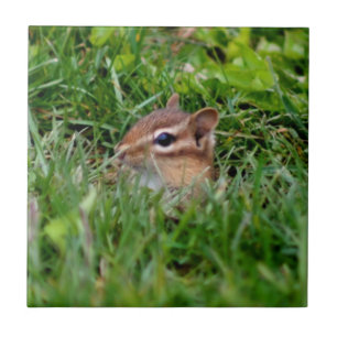 Cute Peeking Chipmunk Animal Tegeltje