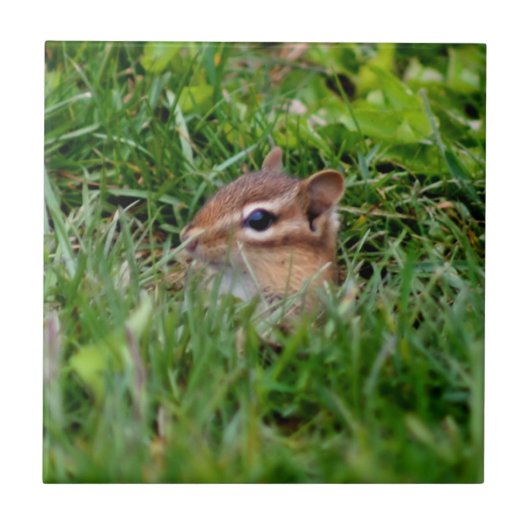 Cute Peeking Chipmunk Animal Tegeltje (Voorkant)